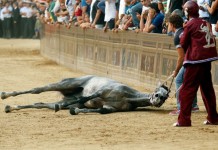 PALIO DI SIENA “DIFESA TRADIZIONE E MAGGIORE TUTELA ANIMALI”