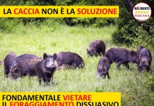 LA CACCIA NON È SOLUZIONE. FONDAMENTALE VIETARE IL FORAGGIAMENTO DISSUASIVO