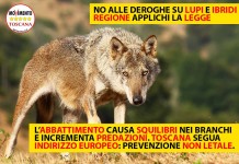 BASTA DEROGHE SU LUPI E IBRIDI. REGIONE APPLICHI LA LEGGE