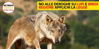 BASTA DEROGHE SU LUPI E IBRIDI. REGIONE APPLICHI LA LEGGE