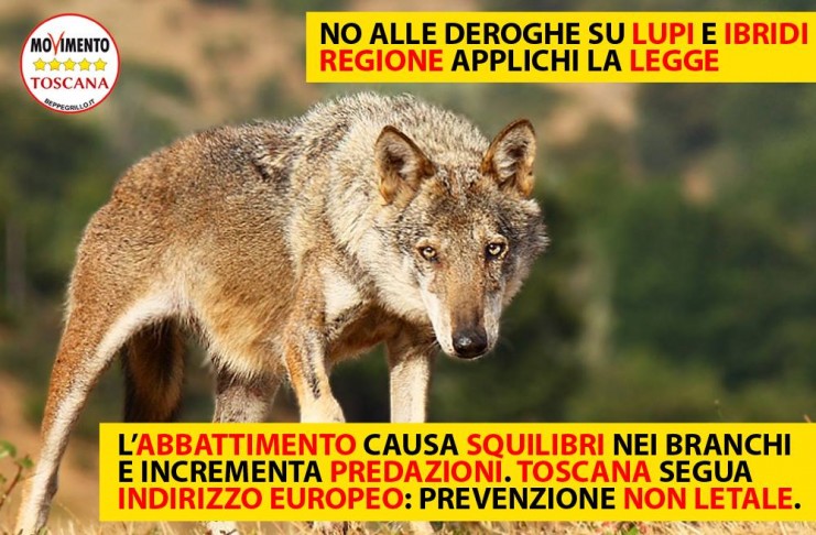 BASTA DEROGHE SU LUPI E IBRIDI. REGIONE APPLICHI LA LEGGE