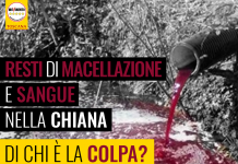 MATTATOIO SINALUNGA “RESTI DI MACELLAZIONE E SANGUE NELLA CHIANA, NON SIA SCARICABARILE”