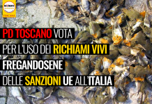 CACCIA “PD TOSCANO VOTA PER USO RICHIAMI VIVI, QUANDO ITALIA GIA’ SANZIONATA DA UE PER LA PRATICA”