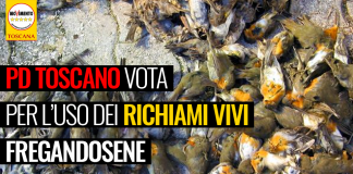CACCIA “PD TOSCANO VOTA PER USO RICHIAMI VIVI, QUANDO ITALIA GIA’ SANZIONATA DA UE PER LA PRATICA”