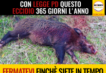 UNGULATI “ROSSI FERMI LEGGE STERMINATRICE DI REMASCHI. EPISODIO SCUOLA MARCONI, ANTIPASTO DI COSA SUCCEDERA'”