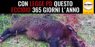 UNGULATI “ROSSI FERMI LEGGE STERMINATRICE DI REMASCHI. EPISODIO SCUOLA MARCONI, ANTIPASTO DI COSA SUCCEDERA'”