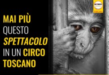 CIRCHI “VITTORIA 5 STELLE: BASTA SPETTACOLI CON ANIMALI FORZATI CONTRO NATURA”