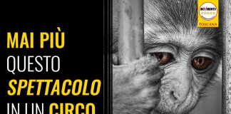 CIRCHI “VITTORIA 5 STELLE: BASTA SPETTACOLI CON ANIMALI FORZATI CONTRO NATURA”