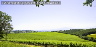 CIVITELLA PAGANICO (GR) “COMUNE REINVESTE SU DISCARICA CANNICCI? REGIONE VIGILI SU PROTEZIONE IMMAGINE DEL TERRITORIO E VIGNETI DI MONTECUCCO”