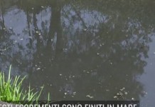 ACQUE REFLUE “BASTA ESCREMENTI NEL MARE APUO VERSILIESE. PASSA NOSTRA LINEA: SE COMUNI INCAPACI SUBENTRERÀ LA REGIONE”