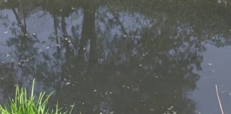 ACQUE REFLUE “BASTA ESCREMENTI NEL MARE APUO VERSILIESE. PASSA NOSTRA LINEA: SE COMUNI INCAPACI SUBENTRERÀ LA REGIONE”