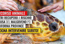 SOCCORSO ANIMALE “CENTRI DI RECUPERO SONO FONDAMENTALI, MA PAGANO MALGOVERNO SU RIFORMA PROVINCE. REGIONE INTERVENGA”