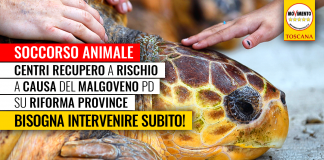 SOCCORSO ANIMALE “CENTRI DI RECUPERO SONO FONDAMENTALI, MA PAGANO MALGOVERNO SU RIFORMA PROVINCE. REGIONE INTERVENGA”