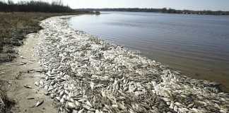 LAGUNA ORBETELLO “RISIAMO AL 2015? REGIONE ASSICURI INTERVENTI, TRASPARENZA SU CONTI E NOMINE”