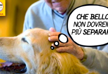 VITTORIA M5S, ANIMALI D’AFFEZIONE IN RSA