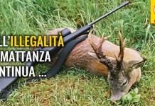 CACCIA “REGIONE INVENTA IL TESSERINO PROVVISORIO, MA E’ FUORILEGGE”