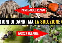 FITOPATIE AGGRESSIVE “STRAGE DI PALME, CASTAGNI, PINI DOMESTICI PROVOCA MILIONI DI DANNI. REGIONE ATTIVI PIANO DI LOTTA”