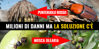 FITOPATIE AGGRESSIVE “STRAGE DI PALME, CASTAGNI, PINI DOMESTICI PROVOCA MILIONI DI DANNI. REGIONE ATTIVI PIANO DI LOTTA”
