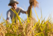 REGIONE NON SALDA GLI AGRICOLTORI VINCITORI DEL PACCHETTO GIOVANI 2015