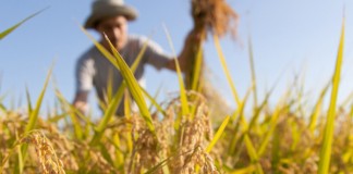 REGIONE NON SALDA GLI AGRICOLTORI VINCITORI DEL PACCHETTO GIOVANI 2015