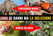 FITOPATIE AGGRESSIVE, BOCCIATA MOZIONE M5S “STRAGE DI PALME, CASTAGNI, PINI DOMESTICI PROVOCA MILIONI DI DANNI. PER IL PD E’ TUTTO OK”