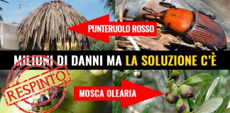 FITOPATIE AGGRESSIVE, BOCCIATA MOZIONE M5S “STRAGE DI PALME, CASTAGNI, PINI DOMESTICI PROVOCA MILIONI DI DANNI. PER IL PD E’ TUTTO OK”
