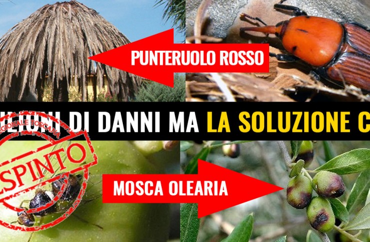 FITOPATIE AGGRESSIVE, BOCCIATA MOZIONE M5S “STRAGE DI PALME, CASTAGNI, PINI DOMESTICI PROVOCA MILIONI DI DANNI. PER IL PD E’ TUTTO OK”