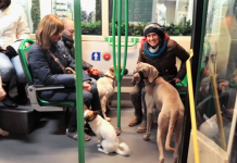 ANIMALI D’AFFEZIONE SUL BUS, IN TUTTA LA TOSCANA. MANCAVA OMOGENEITA’, ECCO LA NOSTRA PROPOSTA DI LEGGE