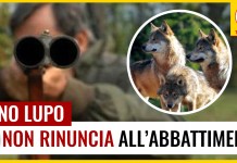 PD TOSCANO INGANNA ALLEVATORI: ABBATTERE 75 LUPI IN TUTTA ITALIA SAREBBE SOLUZIONE ALLE PREDAZIONI? NO SOLO SANATORIA PER BRACCONAGGIO