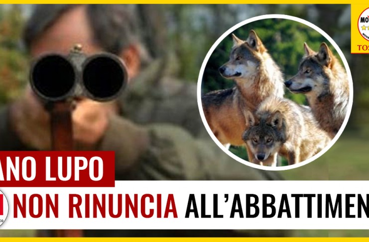 PD TOSCANO INGANNA ALLEVATORI: ABBATTERE 75 LUPI IN TUTTA ITALIA SAREBBE SOLUZIONE ALLE PREDAZIONI? NO SOLO SANATORIA PER BRACCONAGGIO