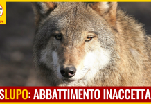 TOSCANA VOTI PIANO LUPO SENZA DEROGHE AL DIVIETO ABBATTIMENTI