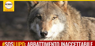 TOSCANA VOTI PIANO LUPO SENZA DEROGHE AL DIVIETO ABBATTIMENTI