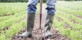 PD AMMETTE RITARDI SUI BANDI AI GIOVANI AGRICOLTORI, MA VOTA CONTRO ANALISI PER SCOPRIRE MOTIVI INEFFICIENZA