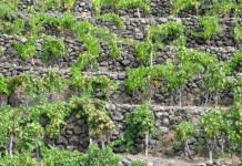 MURETTI A SECCO IMPORTANTI ANCHE PER PREVENIRE DISSESTO. SOLDI ARRIVATI MA MURETTI NON SI VEDONO