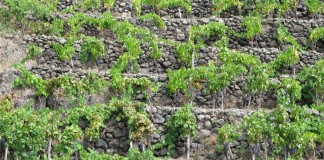 MURETTI A SECCO IMPORTANTI ANCHE PER PREVENIRE DISSESTO. SOLDI ARRIVATI MA MURETTI NON SI VEDONO