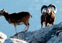 REGIONE FERMI IL PARCO. MATTANZA MUFLONI ELBANI SCELTA ILLEGITTIMA