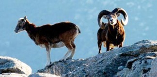 REGIONE FERMI IL PARCO. MATTANZA MUFLONI ELBANI SCELTA ILLEGITTIMA