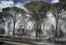 ESTATE TERRIBILE PER GLI INCENDI. DUO PD-ROSSI AVRA’ IMPARATO LA LEZIONE?