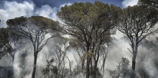 ESTATE TERRIBILE PER GLI INCENDI. DUO PD-ROSSI AVRA’ IMPARATO LA LEZIONE?