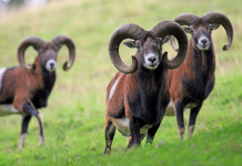 MUFLONE NON È IN ELENCO SPECIE ALLOCTONE INVASIVE, PRESIDENTE IGNORA REGOLAMENTO CHE CITA (SBAGLIANDO)?