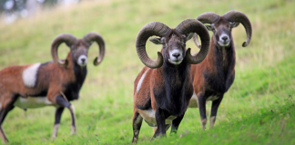 MUFLONE NON È IN ELENCO SPECIE ALLOCTONE INVASIVE, PRESIDENTE IGNORA REGOLAMENTO CHE CITA (SBAGLIANDO)?