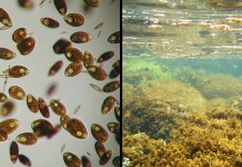 ALGA TOSSICA, C’E’ DAL 1998 MA OGNI ANNO I PARTITI SCOPRONO “L’EMERGENZA”. SERVE APPROCCIO SERIO: ACCORDO CON UNIVERSITA’ E PIANO DI SUPPORTO AI COMUNI INTERESSATI