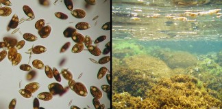 ALGA TOSSICA, C’E’ DAL 1998 MA OGNI ANNO I PARTITI SCOPRONO “L’EMERGENZA”. SERVE APPROCCIO SERIO: ACCORDO CON UNIVERSITA’ E PIANO DI SUPPORTO AI COMUNI INTERESSATI