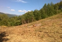 CENTINAIA DI PINI E ABETI ABBATTUTI IN GARFAGNANA, LA LEGGE E’ STATA RISPETTATA?