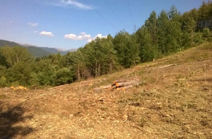 CENTINAIA DI PINI E ABETI ABBATTUTI IN GARFAGNANA, LA LEGGE E’ STATA RISPETTATA?