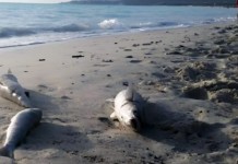 L’INCREDIBILE MANCATO ACCERTAMENTO SUI PESCI MORTI DAVANTI ALLA SOLVAY