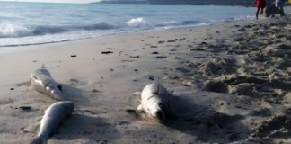 L’INCREDIBILE MANCATO ACCERTAMENTO SUI PESCI MORTI DAVANTI ALLA SOLVAY