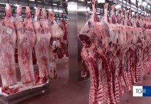 CARNE AVARIATA A CAREGGI. COSA NON HA FUNZIONATO NEI CONTROLLI MENSA?