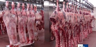 CARNE AVARIATA A CAREGGI. COSA NON HA FUNZIONATO NEI CONTROLLI MENSA?