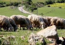 REMASCHI VUOLE ABBATTERE I LUPI MA IL VERO PROBLEMA SONO GLI IBRIDI E NORMATIVA NON LI CONSIDERA